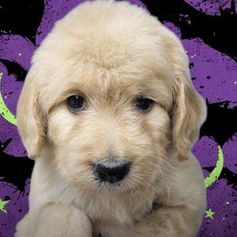 Goldendoodle puppies from Safari Doodles