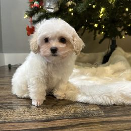 Beau - White male Maltipoo puppy in Royse City, Texas from Cleveland's Poodles