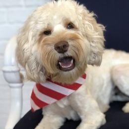 Taffy - Australian Labradoodle