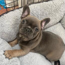 Mayhem blue fawn from OFA'd parents - Fawn male French Bulldog puppy in Billings, Montana from Montana Made Frenchies