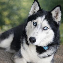 Athena - Siberian Husky