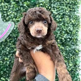 Sasha - Phantom female Poodle puppy in Lathrop, California from Stellar Poodles