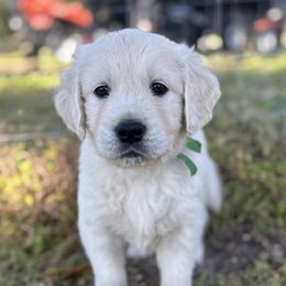 Mr Green - Light golden male Golden Retriever puppy in Myakka City, Florida from MC Goldens