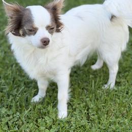 LaineyCKC - Chihuahua