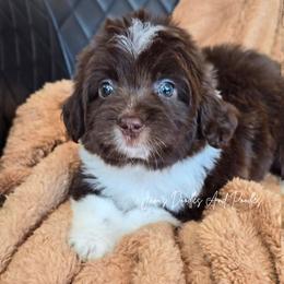 Congo - Brown and white female Aussiedoodle puppy in Cleveland, Georgia from Jam's Doodles And Poodles