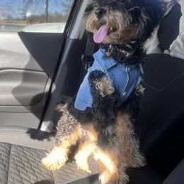 Cleo - Cavapoo