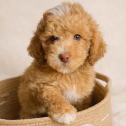 Yellow - Apricot male Goldendoodle puppy in Reno, Nevada from Darling Doodles