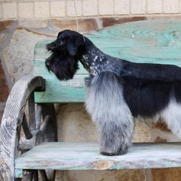 Theo - Miniature Schnauzer