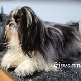 Raggedy Anne - Shih Tzu