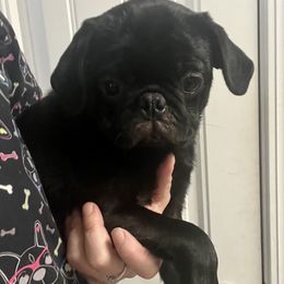 Bo - Black male Pug puppy in Ludowici, Georgia from Royal Destiny Kennels
