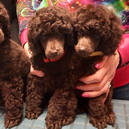 Poodle puppies from Love Chocolate Poodles