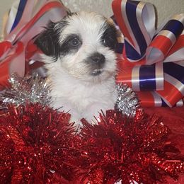 OREO - White male Morkie puppy in Palmdale, California from J Designer Puppies