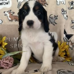 Boy 2 - Black white and tan male English Springer Spaniel puppy in Las Vegas, Nevada from Legacy