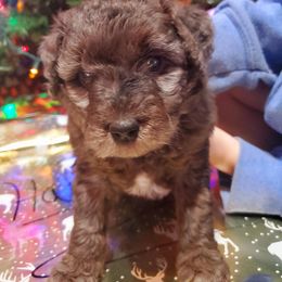 Aussiedoodle and Bernedoodle Puppies from Color Country Doodles