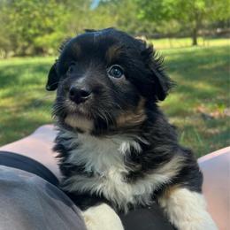 Glenn - Black tri-color male Australian Shepherd puppy in Scottsville, Virginia from Cedar Creek Aussies