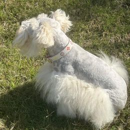 Londyn - Miniature Schnauzer