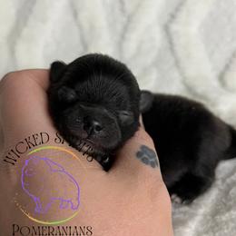 AKC WEDNESDAY - Black female Pomeranian puppy in Watkins Glen, New York from Wicked Spirits Pomeranians