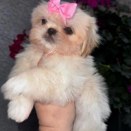 Tinkerbell - Cream and white female Shih Tzu puppy in Apple Valley, California from Southern California Shih Tzu Palace