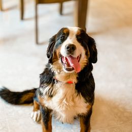Rosie - Bernese Mountain Dog