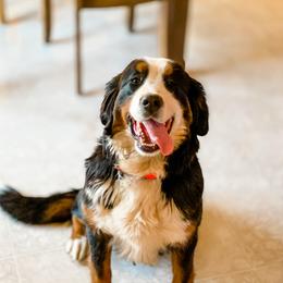 Rosie - Bernese Mountain Dog