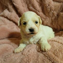Symphony - White female Havapoo puppy in North Carolina from Faithful Hearts Kennel