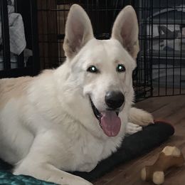 German Shepherds from Fauna Kennel