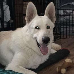 German Shepherds from Fauna Kennel