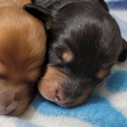 Dachshund Puppies from CLARK'S BREEDING PROGRAM