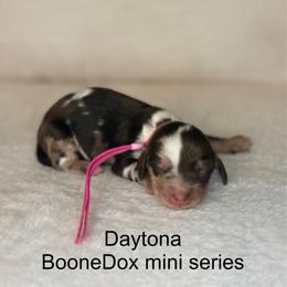 Daytona - Dapple female Dachshund puppy in Lexington, Oklahoma from BooneDox Miniature Dachshunds
