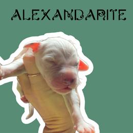 Alexandarite - White and black male Dalmatian puppy in Bremen, Georgia from Clark’s Dalmatians