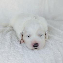 Yellow - White female Great Pyrenees puppy in Yakima, Washington from Naches Heights Ranch