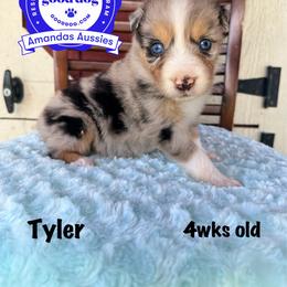 BMF - Blue merle female Australian Shepherd puppy in Greenville, Texas from Amandas Aussies