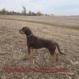 Penny - Catahoula Leopard Dog