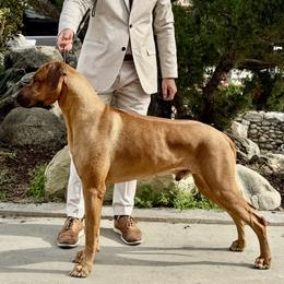 Rhodesian Ridgeback All Grown Up from Allegro Rhodesian Ridgebacks