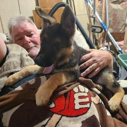 Green - Black and red female German Shepherd puppy in Carbondale, Kansas from T and M Elite Europeans German Shepherds