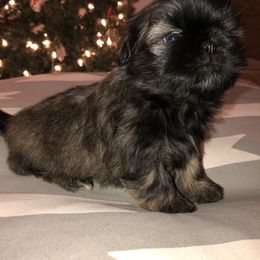 Shih Tzu Puppies from Moore Shih Tzus