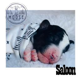 Saloon - Tri-color female Bernedoodle puppy in Belleville, Michigan from Moose Tracks Bernedoodles