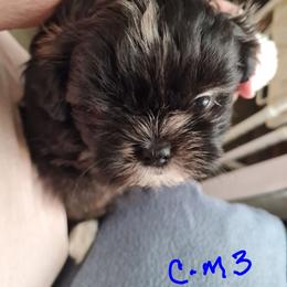 Boy 3 - Black male Shih Tzu puppy in Bethlehem, Pennsylvania from Cinnamon's Shih Tzus