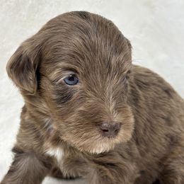Hogan - Merle male Goldendoodle puppy in Casselberry, Florida from My Little Doodle
