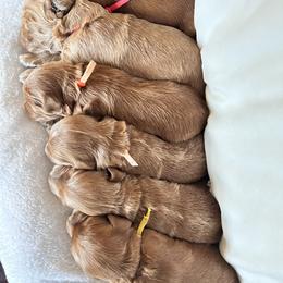 Boy 2 - Red  male Goldendoodle puppy in Petaluma, California from Josie’s Doodles
