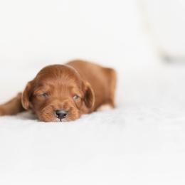 Waffles - Red male Cavapoo puppy in Daphne, Alabama from Harper Doodles