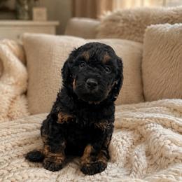 Nova - Phantom female Bernedoodle puppy in Gilbert, Arizona from LittleLegacyDoodles