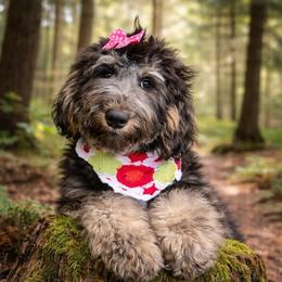 Star - Tri-color female Bernedoodle puppy in Lookout, California from Remington Kennels, LLC