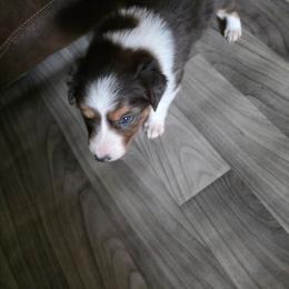 Mesa - Blue merle female Border Collie puppy in Chino Valley, Arizona from Dog Pond Border Collies