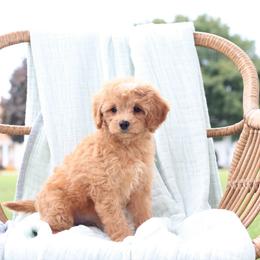 Cavachons and Cavapoos from Pleasant Home Pups
