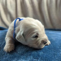 Blue - Light golden male Golden Retriever puppy in Roseburg, Oregon from Unbound Goldens