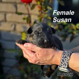Susan - Black and red female German Shepherd puppy in Hesperia, California from Von Geesa