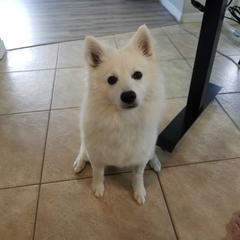 American Eskimo Dog Puppies from Shadow Kennels
