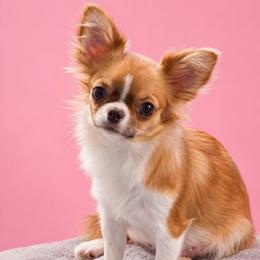 Novel - Chihuahua
