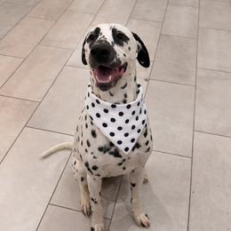 Prince - Dalmatian